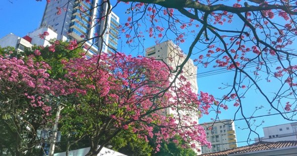 Ipês-rosa florescem antes e encantam moradores de BH - Gerais - Estado de  Minas