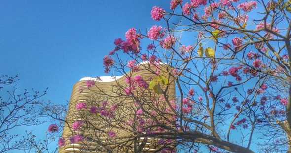 O ipê-rosa de Belo Horizonte - Viaggiando
